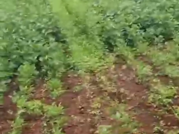 11 Guntas Red Soil Land
