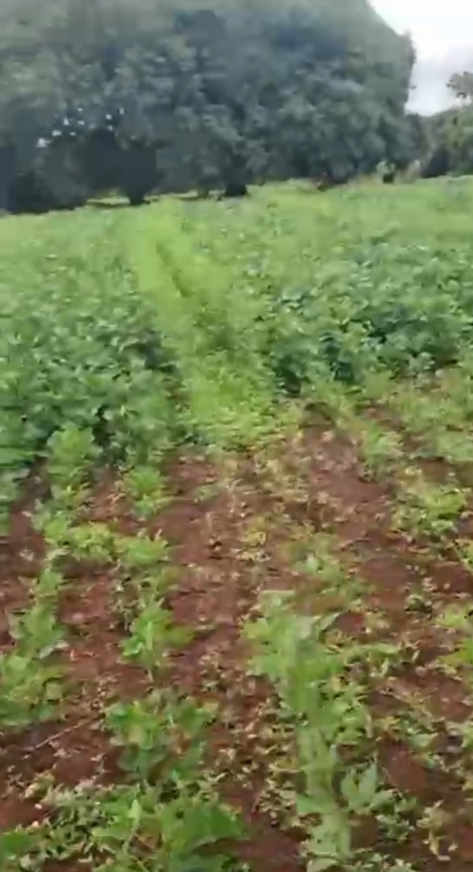 11 Guntas Red Soil Land