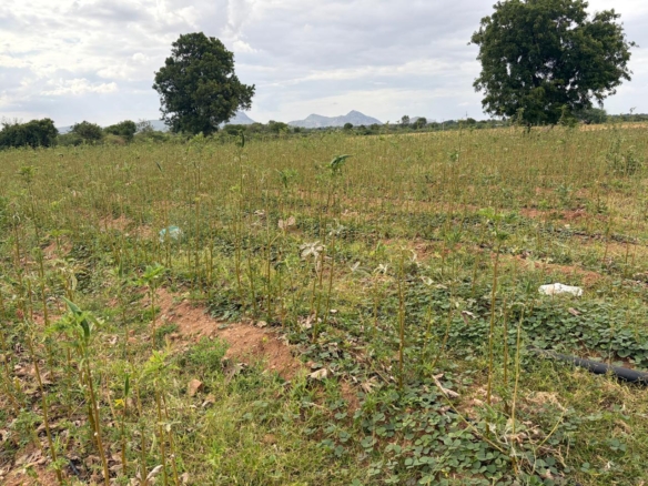 3.50 acres red soil land