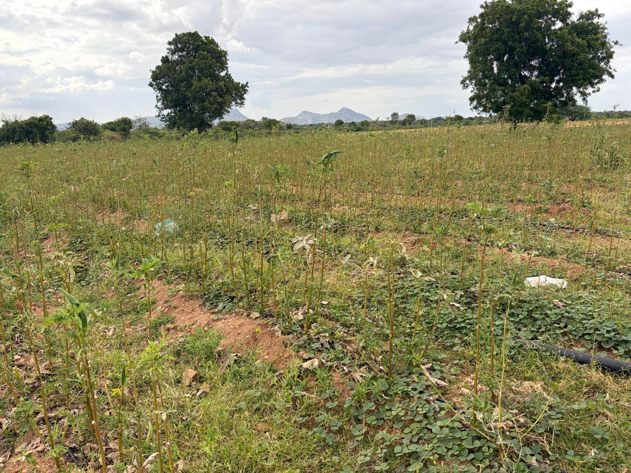 3.50 acres red soil land