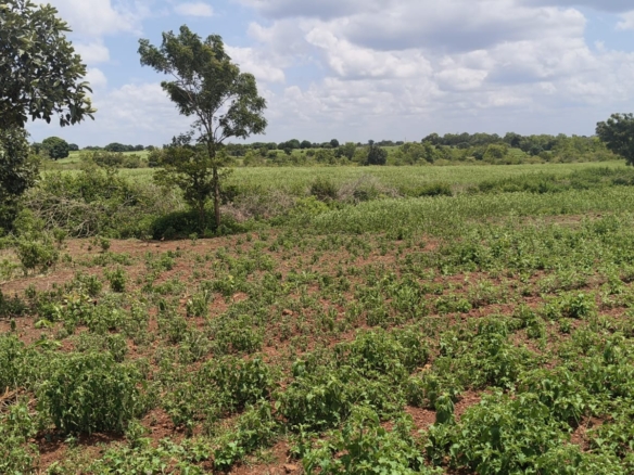 5 Acres Red Soil