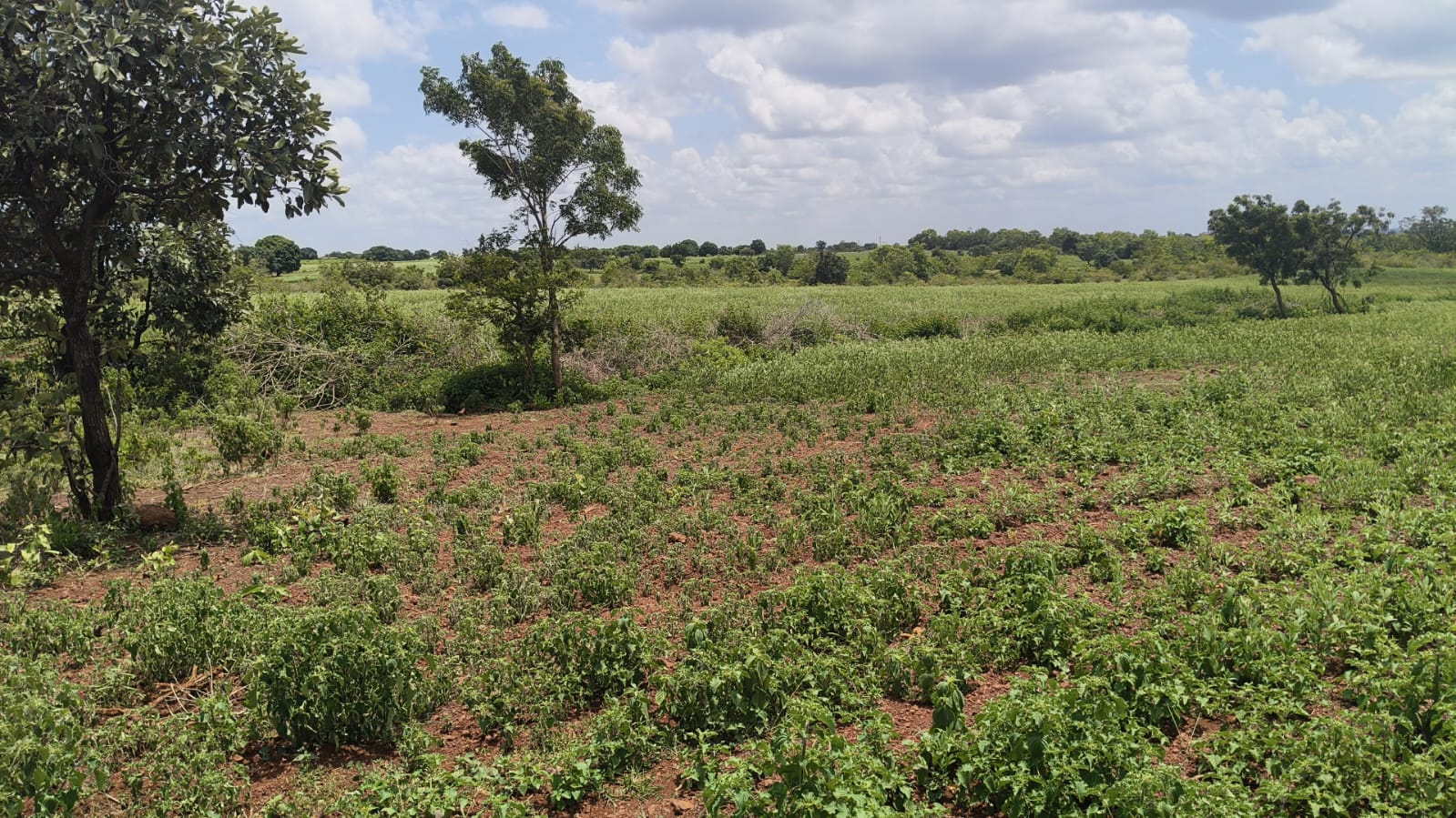 5 Acres Red Soil