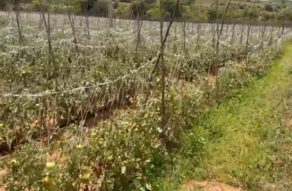 4.50 acres red soil land