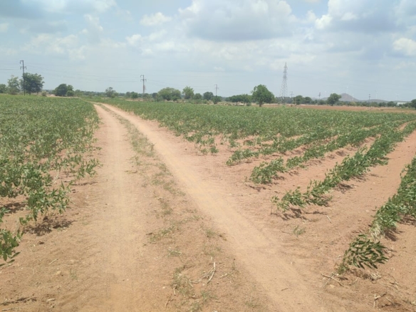  Red Soil Agriculture Land