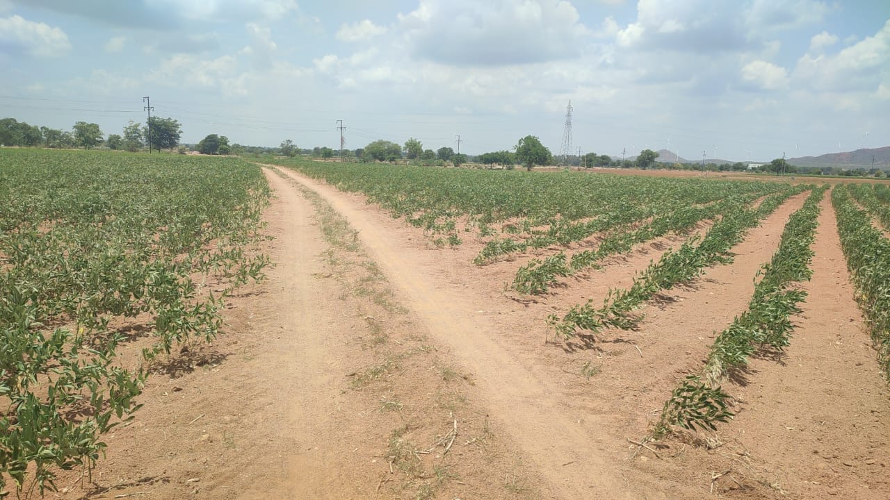  Red Soil Agriculture Land