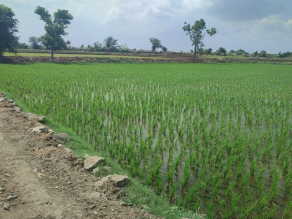 Black Soil Land