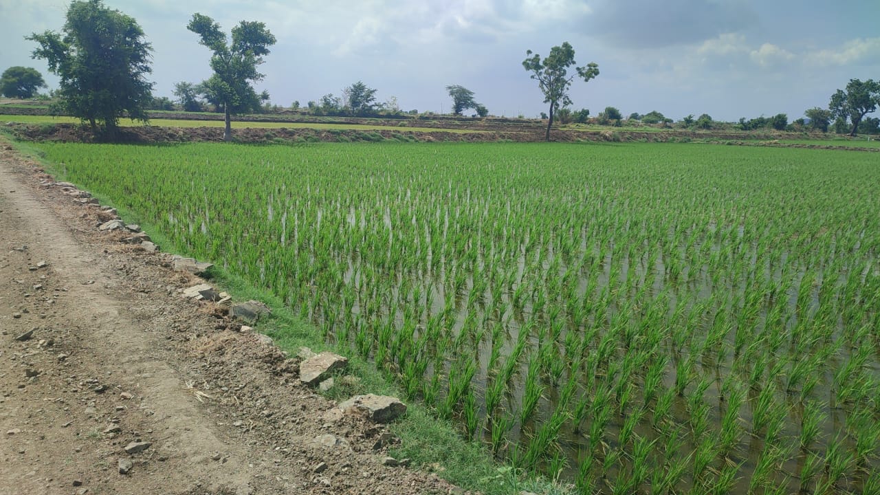 Black Soil Land