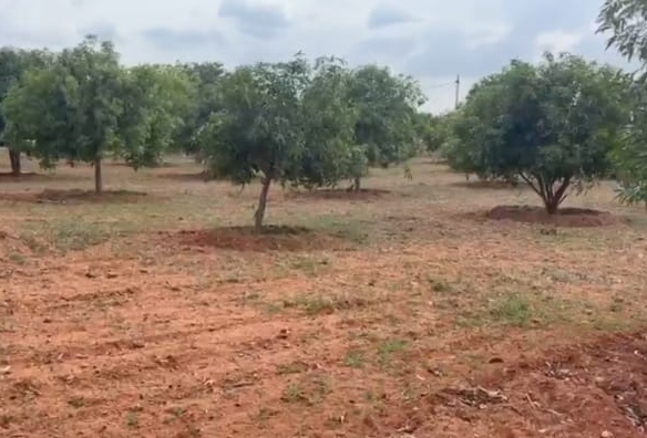Red Soil Land 