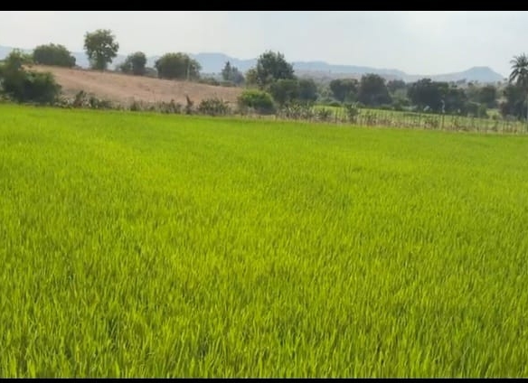 Red soil Land 