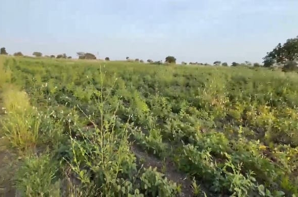 2 Acres Black Soil Land