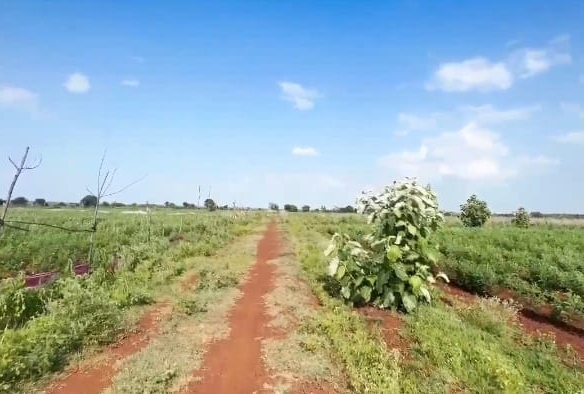 Red Soil Land