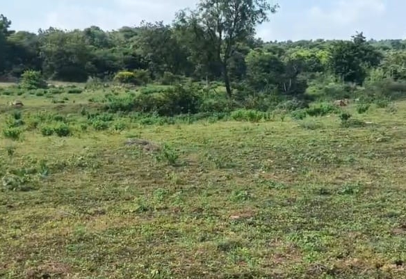 2 Acres Black Soil Agriculture Land