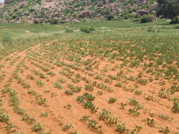 2.90 Acres Red Soil Agriculture Land