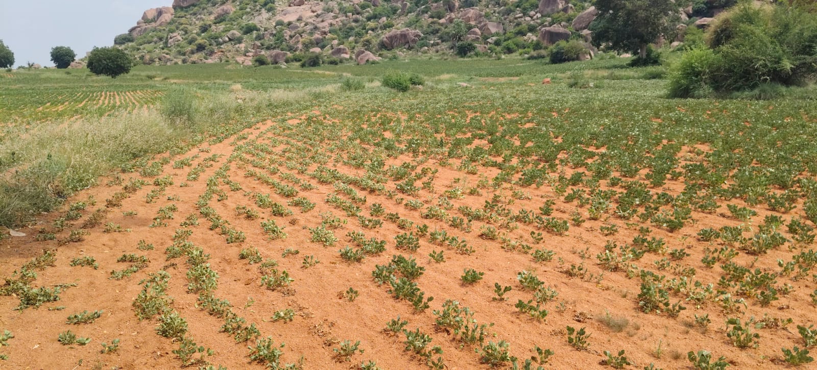 2.90 Acres Red Soil Agriculture Land