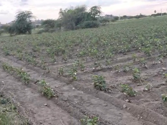 black soil agriculture land
