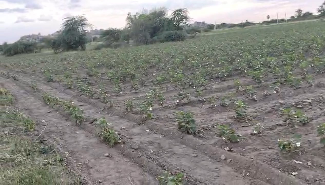 black soil agriculture land