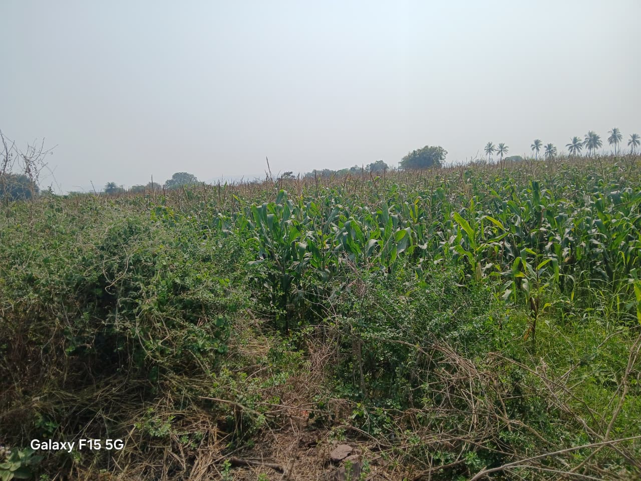 Black Soil Agriculture Land