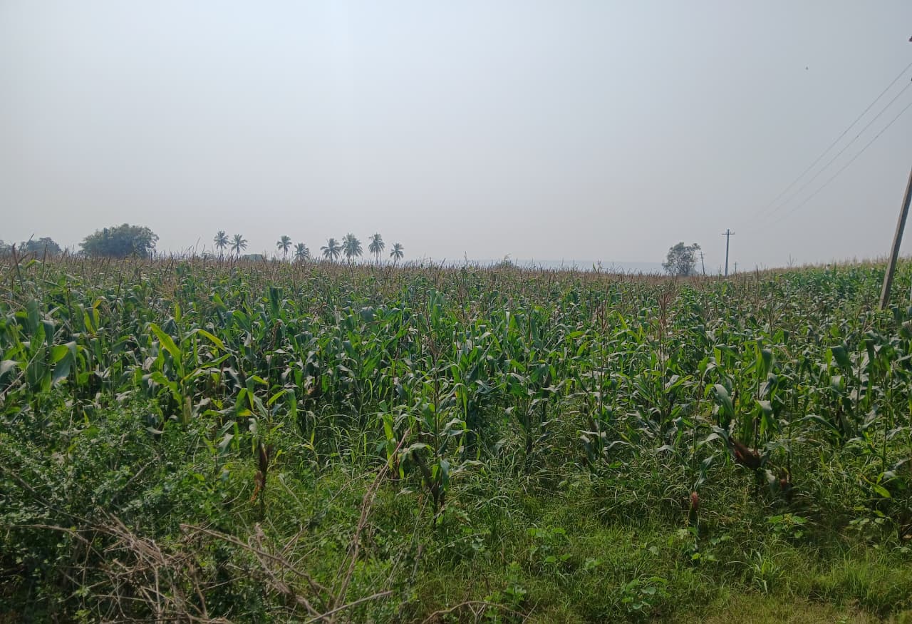 Black Soil Agriculture Land