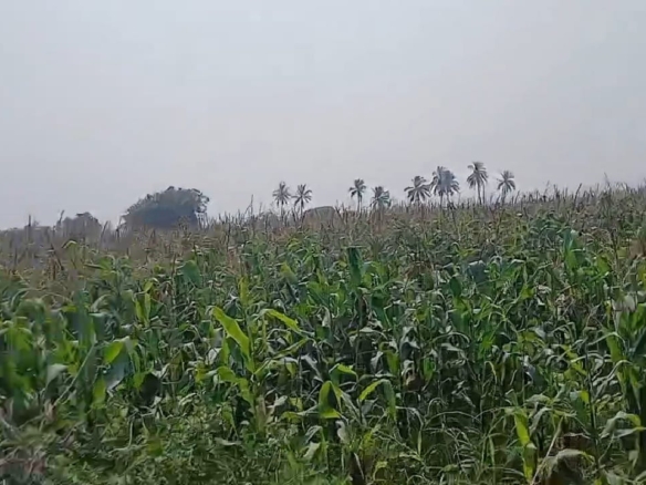 Black soil agriculture land
