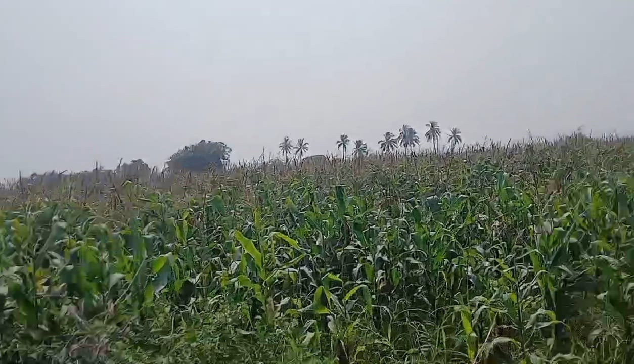 Black soil agriculture land
