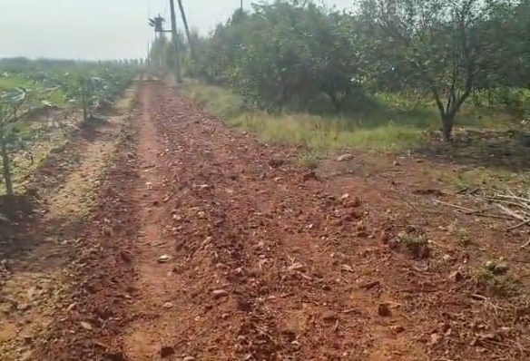 Red Soil Agriculture Land