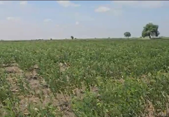 1 Acre 26 Guntas Red Soil Agricultural Land for Sale on Lingsugur State Highway, Raichur(D), Karnataka at ₹16 Lakhs Per Acre | | Property ID BX25061 agriculture land for sale