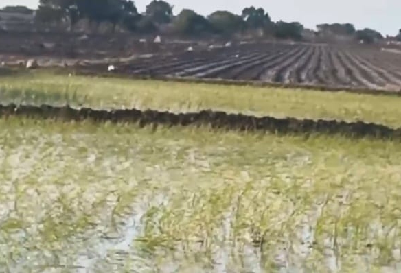 4 Acres Black Soil Land