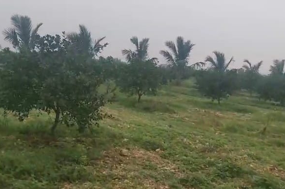 Sweet Lime Fruit Orchard Land