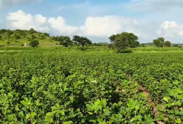 Black soil agriculture land