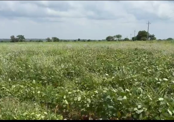 4 acres black soil agriculture land