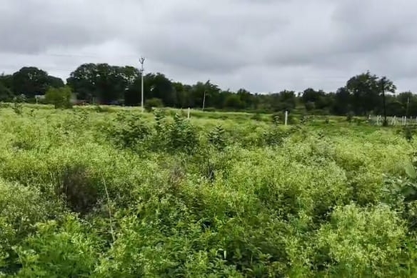 20 Guntas Red Soil Agriculture Land