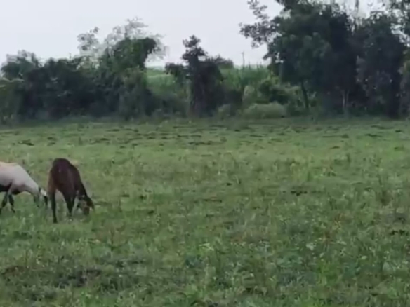 1 Acre 36 Guntas Red Soil Land
