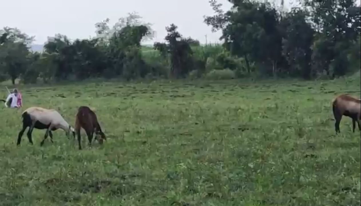 1 Acre 36 Guntas Red Soil Land