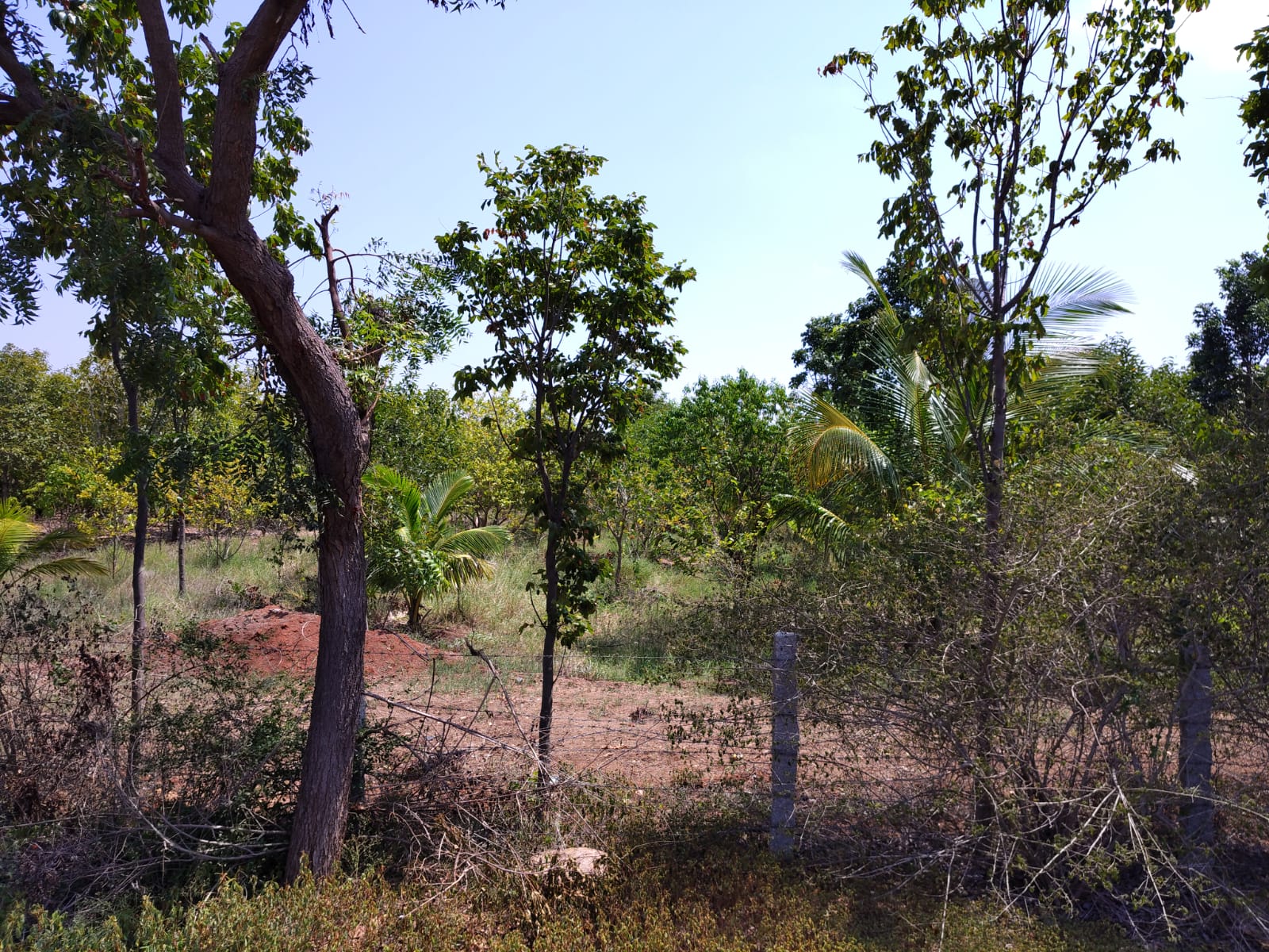 3.83 Acres Red Soil Garden Land for Sale State Highway Facing in Harapanahalli Taluk, Vijayanagara District, Karnataka | ₹35 Lakhs per Acre | BHOOVIX BX-32574