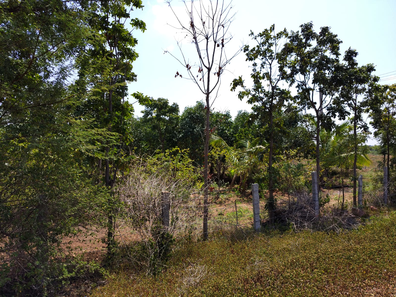 3.83 Acres Red Soil Garden Land for Sale State Highway Facing in Harapanahalli Taluk, Vijayanagara District, Karnataka | ₹35 Lakhs per Acre | BHOOVIX BX-32574
