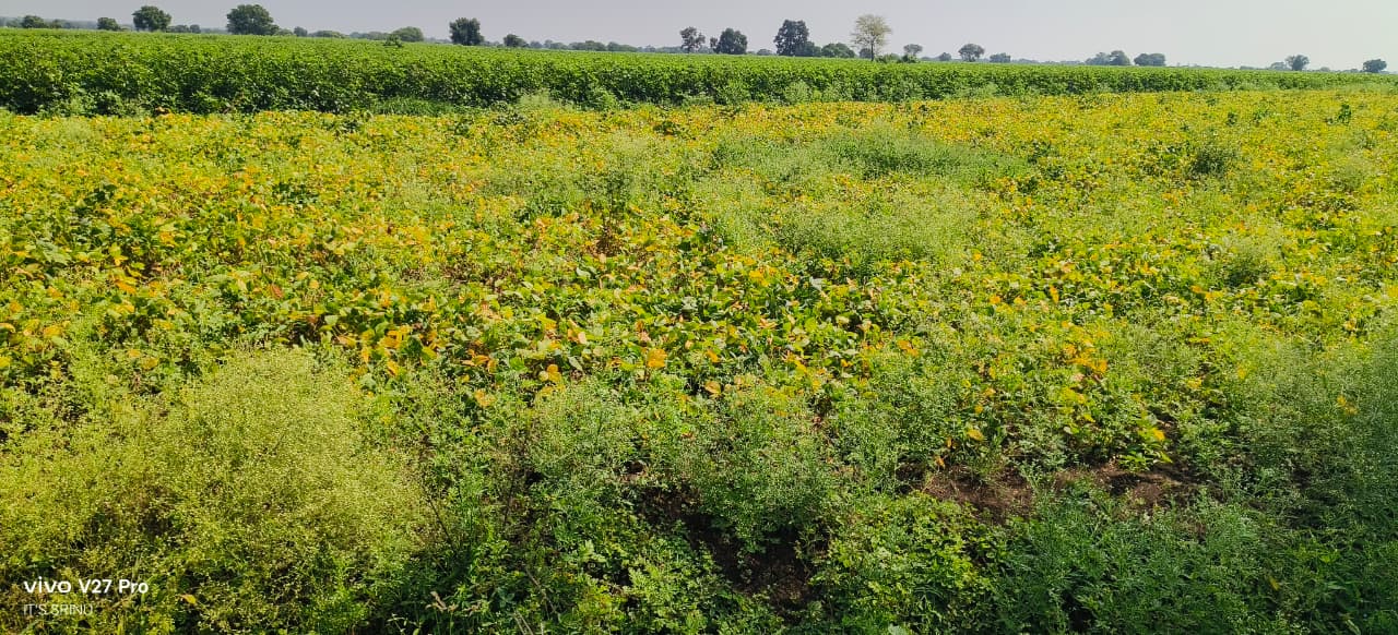 1 Acre Black Soil Land, Matti road bit for Sale in Telangana, Sangareddy District, Kohir Mandal, Telangana | ₹55 Lakhs/Acre | BHOOVIX BX-32563
