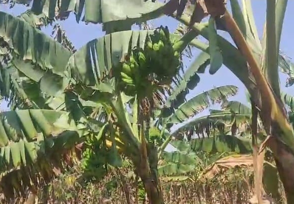 10 Acres Banana Tree Garden Land