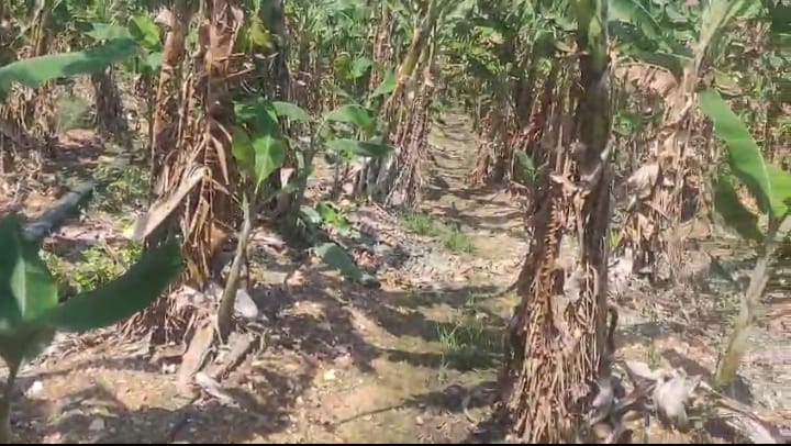 10 Acres Banana Tree Garden Land