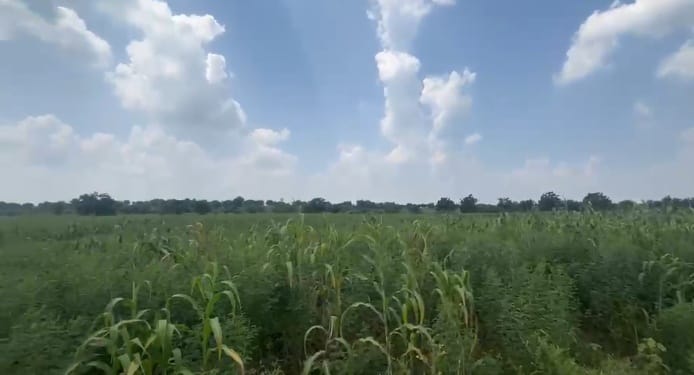 7 Acres Black Soil Land State highway facing for Sale in Kalagi Taluk, Kalaburagi District, Karnataka | ₹16 Lakhs per Acre | BHOOVIX BX-32633
