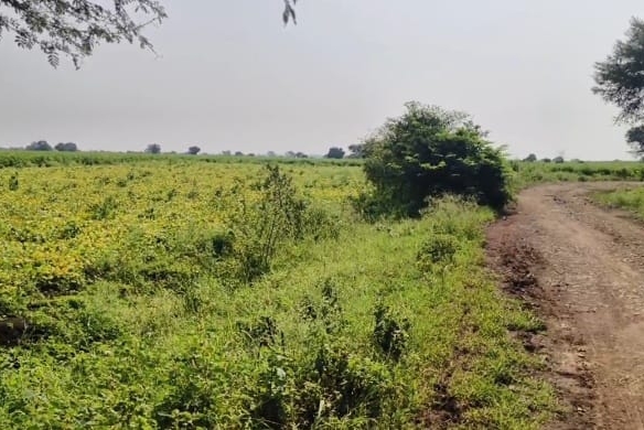 Black Soil Land