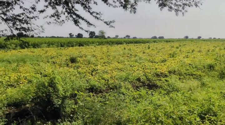 1 Acre Black Soil Land, Matti road bit for Sale in Telangana, Sangareddy District, Kohir Mandal, Telangana | ₹55 Lakhs/Acre | BHOOVIX BX-32563