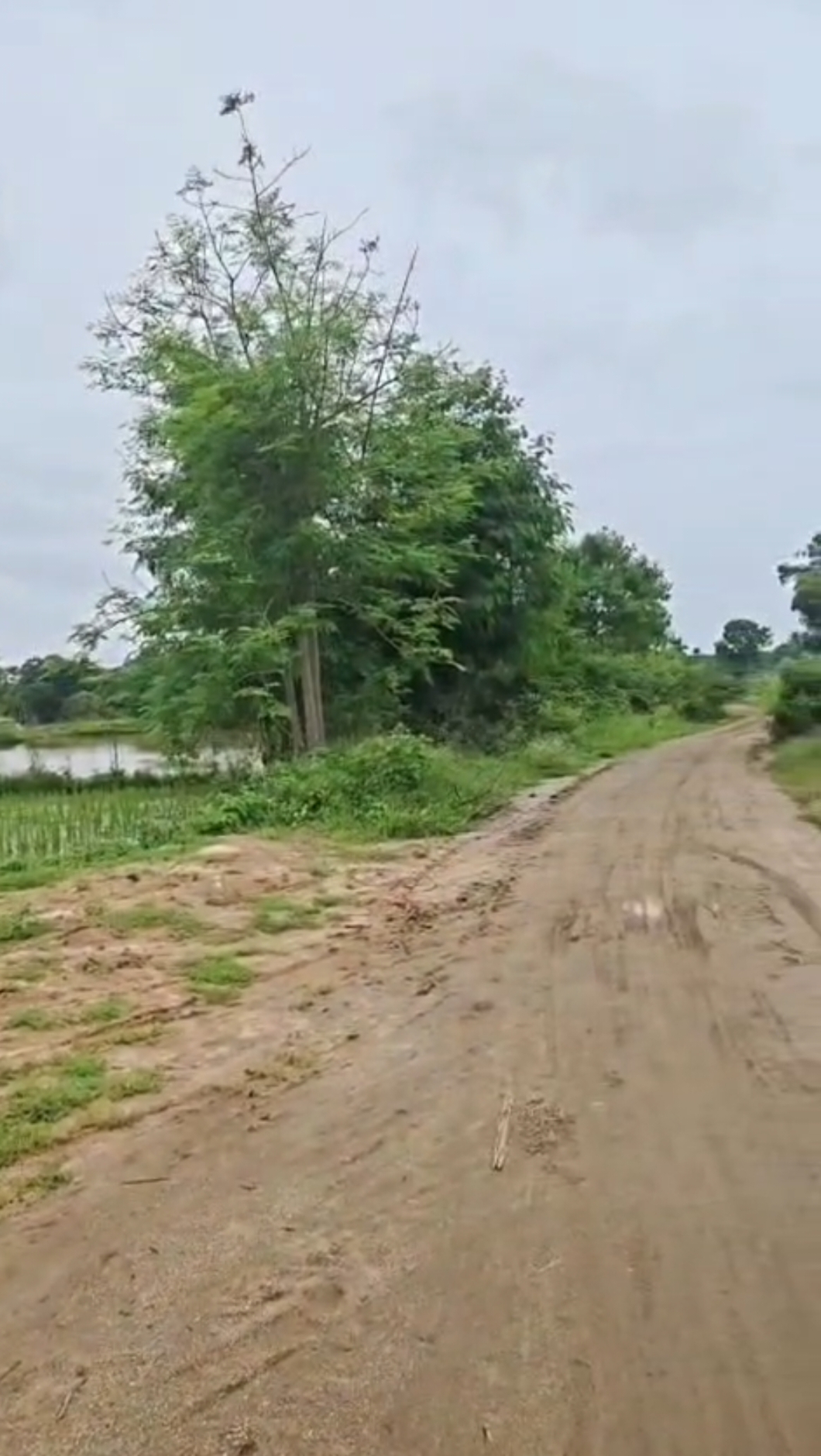 1 Acre Red Soil Agriculture Land for Sale in Andole Mandal, Sangareddy District, Telangana |  65 lakhs per acre| BHOOVIX BX-33578