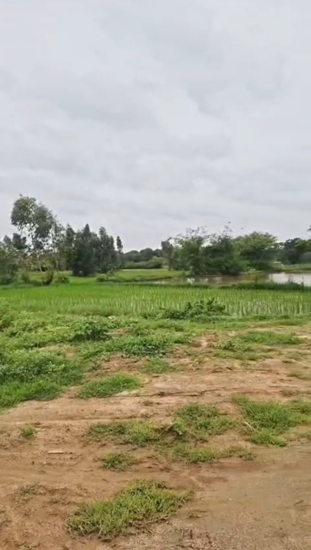 1 Acre Red Soil Agriculture Land for Sale in Andole Mandal, Sangareddy District, Telangana |  65 lakhs per acre| BHOOVIX BX-33578