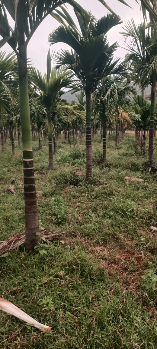 9 Acres Arecanut Plantation Land for Sale at ₹1 Crore Per Acre in Honnali Taluk, Davangere District, Karnataka | BHOOVIX BX-34114