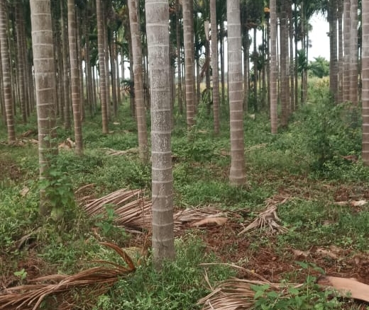 9 Red Soil Land for Sale in Davanagere |  | ₹10000000/Acre | BHOOVIX BX-34114