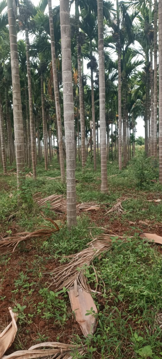 Arecanut Plantation land