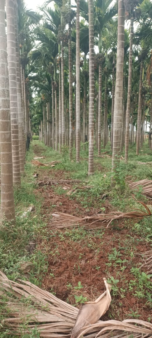 9 Acres Arecanut Plantation Land for Sale at ₹1 Crore Per Acre in Honnali Taluk, Davangere District, Karnataka | BHOOVIX BX-34114