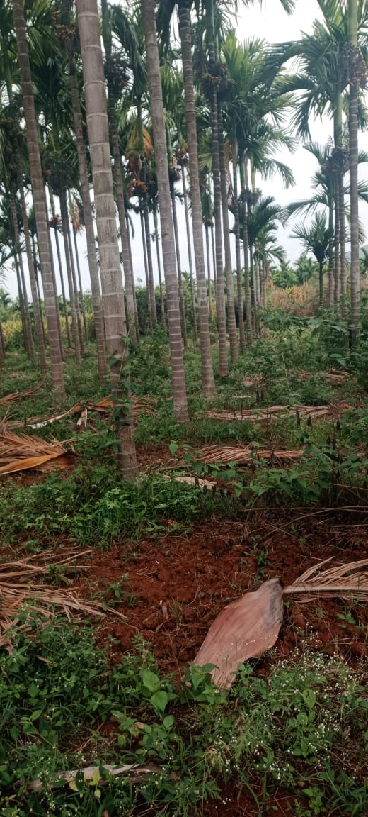 9 Acres Arecanut Plantation Land for Sale at ₹1 Crore Per Acre in Honnali Taluk, Davangere District, Karnataka | BHOOVIX BX-34114