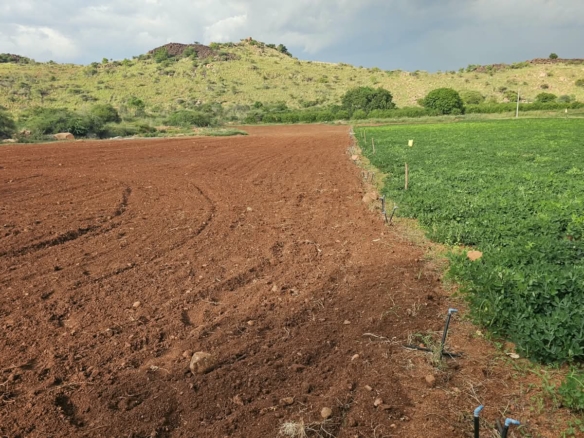 Red Soil Agricultural Land for Sale in Tadimarri Sri Sathya Sai District BHOOVIX BX-33632