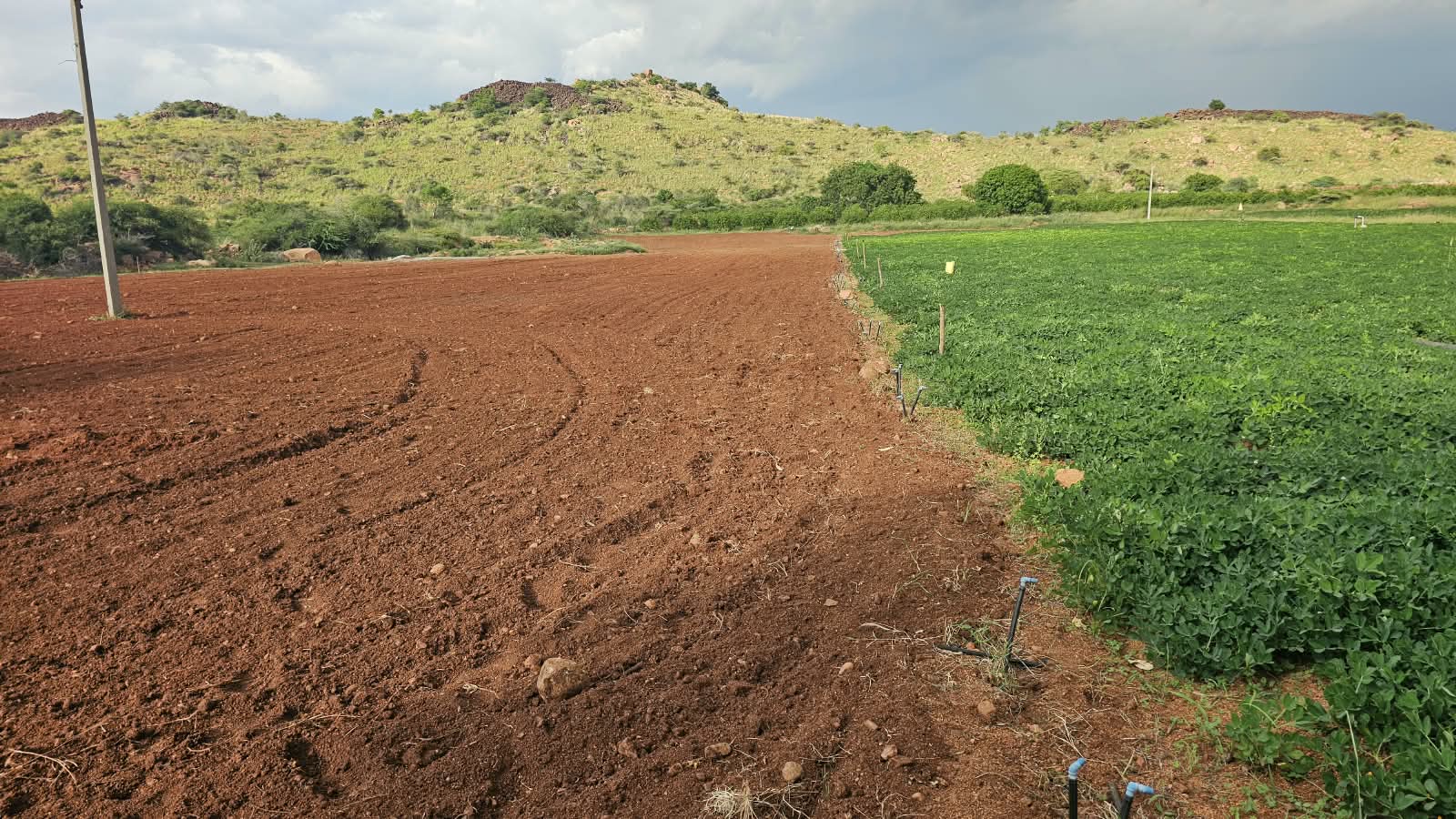 Red Soil Agricultural Land for Sale in Tadimarri Sri Sathya Sai District BHOOVIX BX-33632